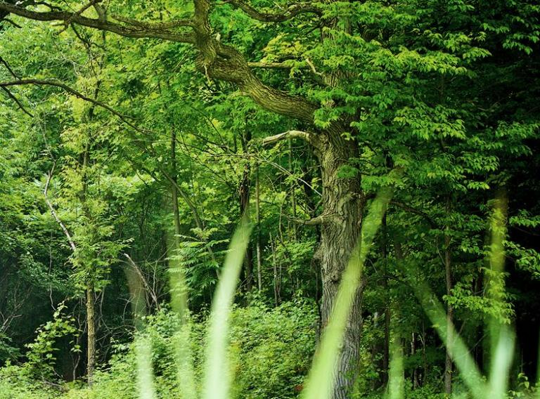 bloc-plogez-coeur-nature.jpg