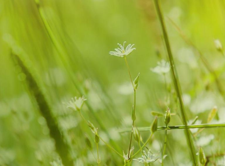 green-texture.jpg