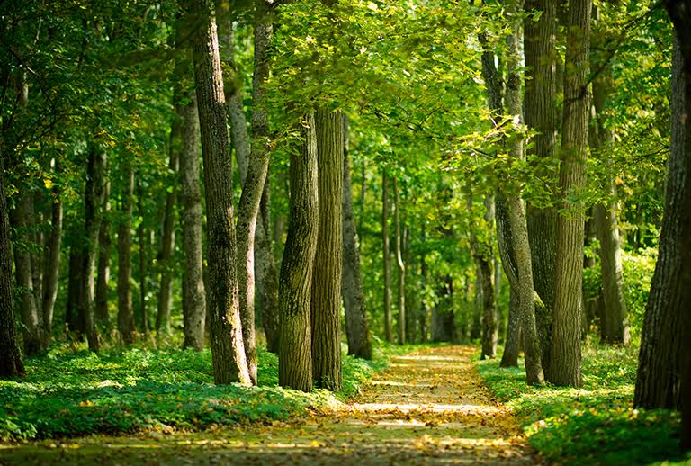 Qu’est-ce qu’un corridor de biodiversité?