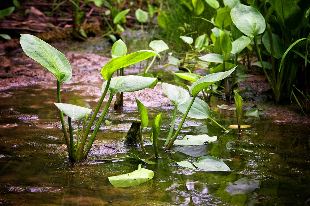 Une gestion écologique des eaux de pluie