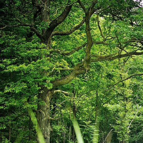 Urbanova vous plongue au coeur de la nature